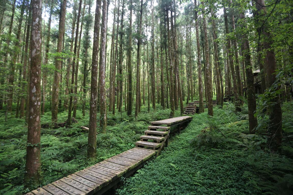 明池森林遊樂區步道