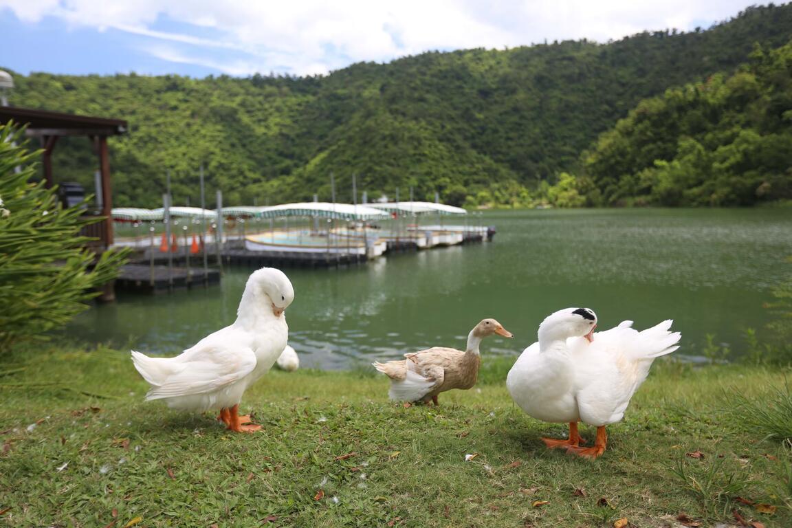 小動物