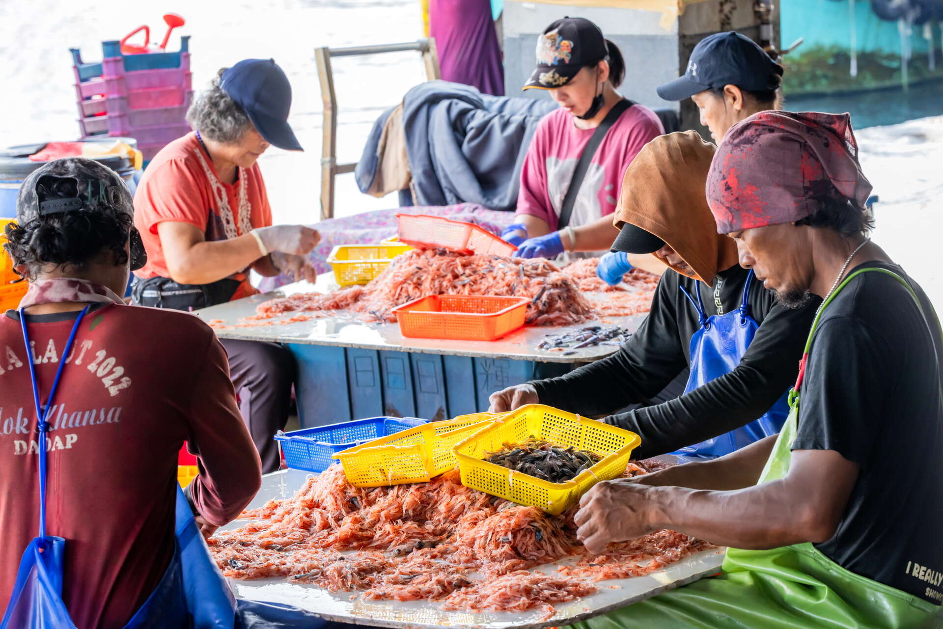 漁民忙著整理漁獲