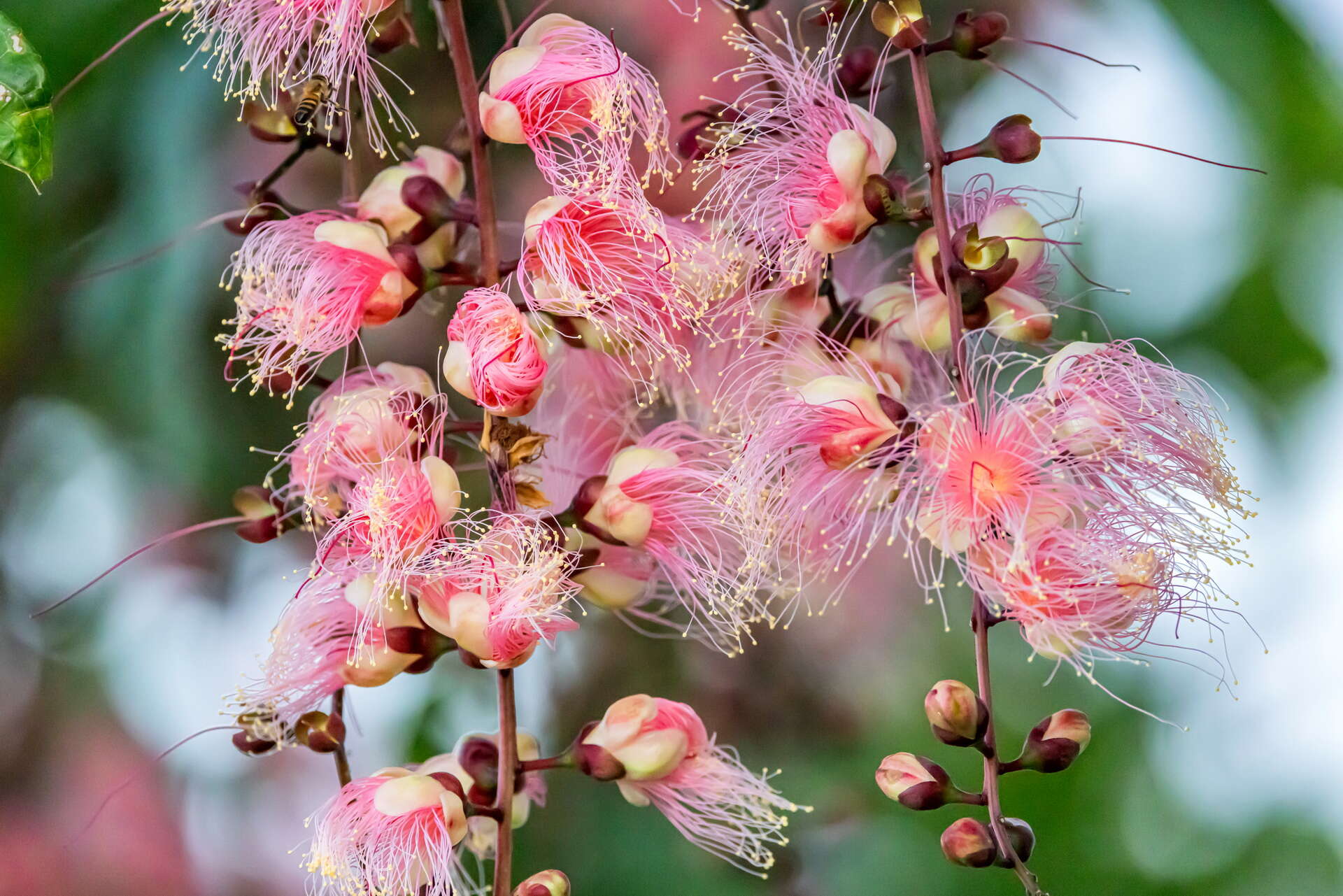 有「一夜美人」之稱的穗花棋盤腳