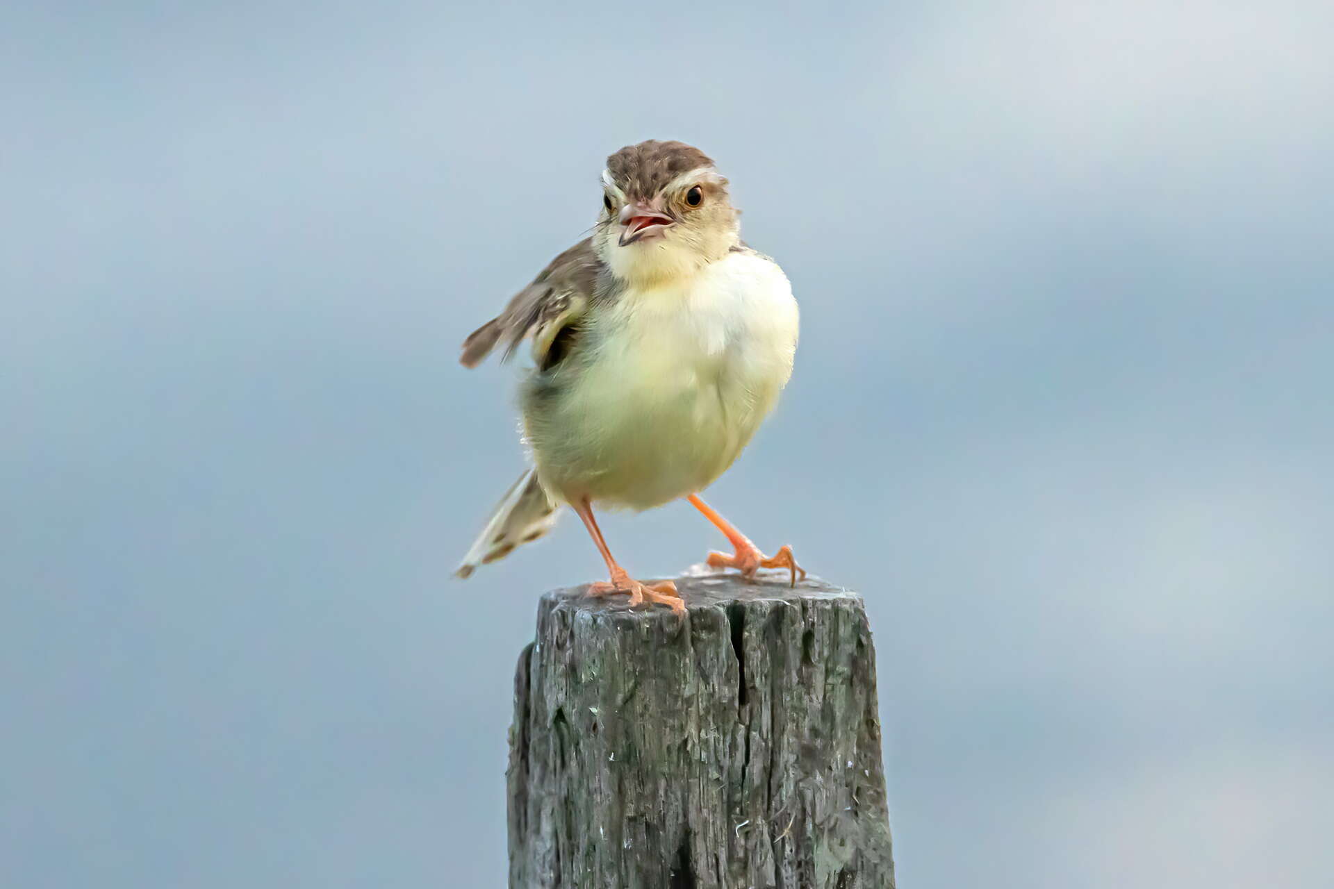 五十二甲濕地是著名的賞鳥勝地，可觀察到多樣的鳥類生態