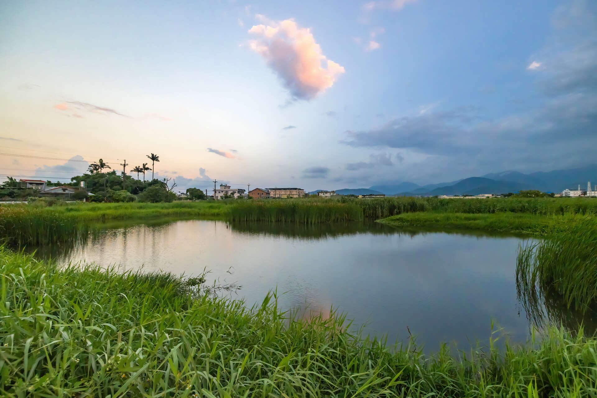 五十二甲濕地水生植物繁盛，自然孕育出豐富的生態系統