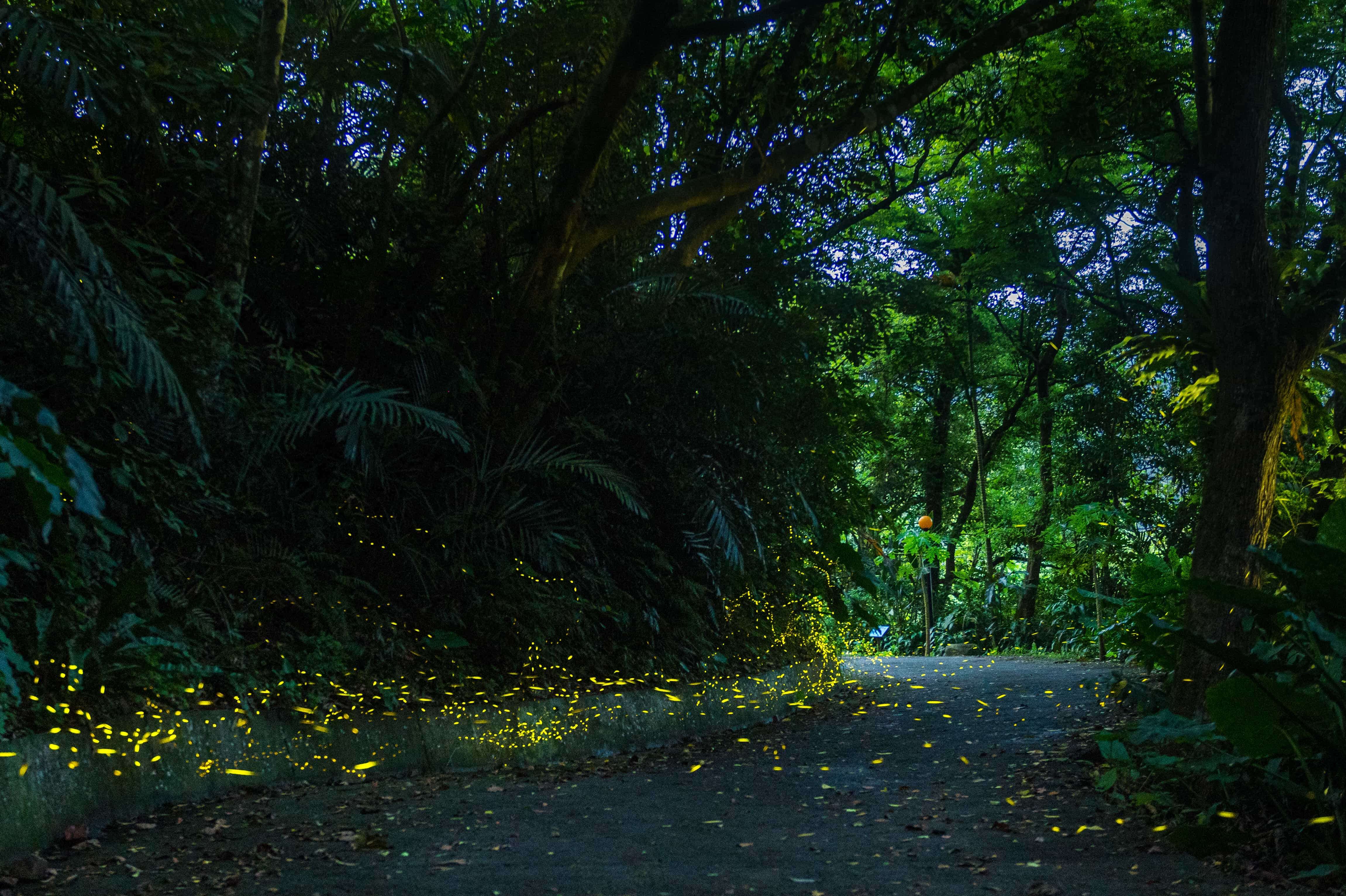 4、5月螢火蟲季