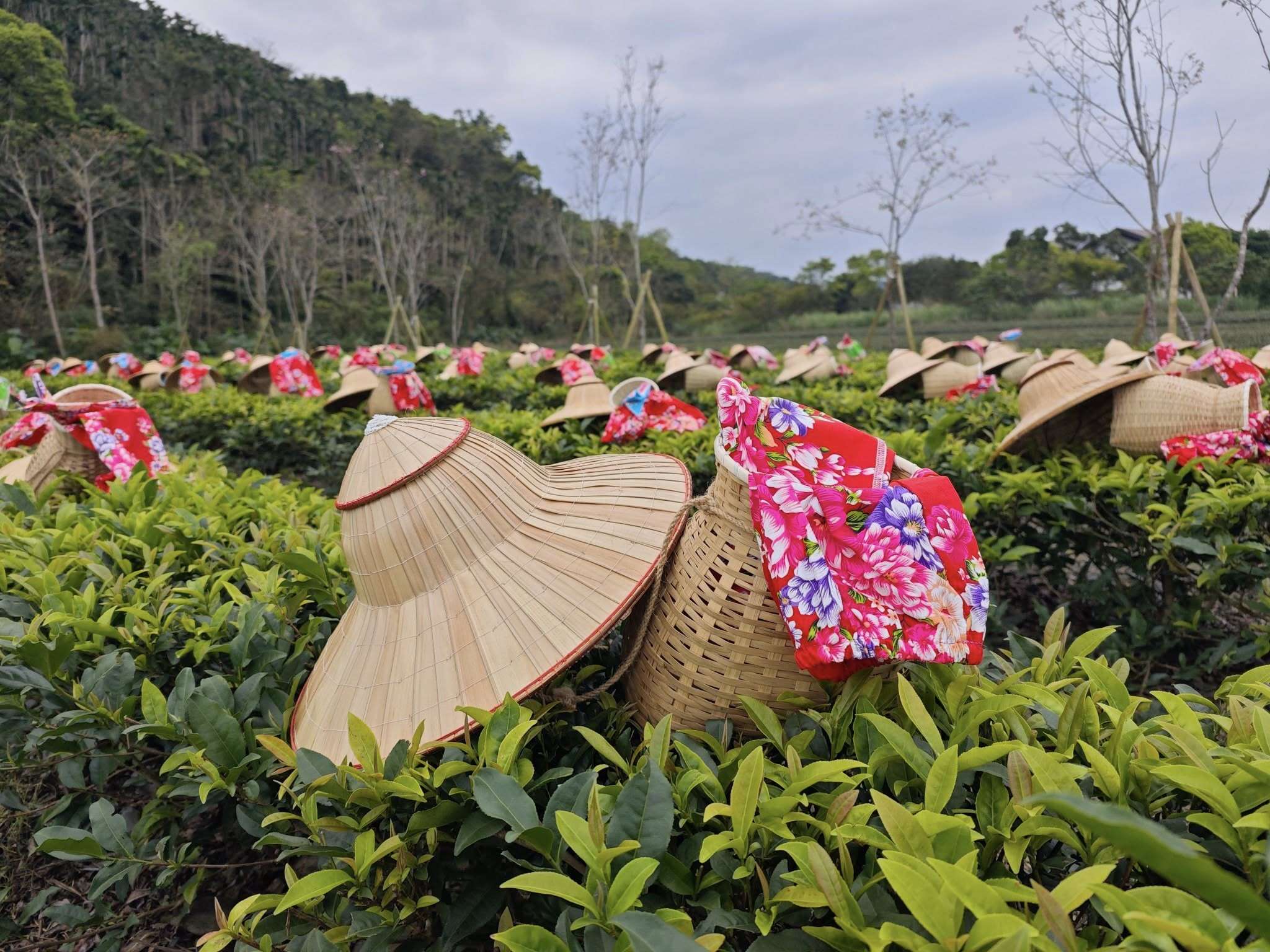 園區近年積極發展農業休閒活動_中山休閒農業區提供