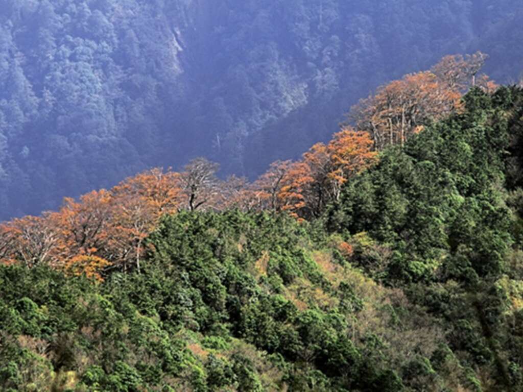 珍貴森林-台灣山毛櫸_林業保育署宜蘭分署提供