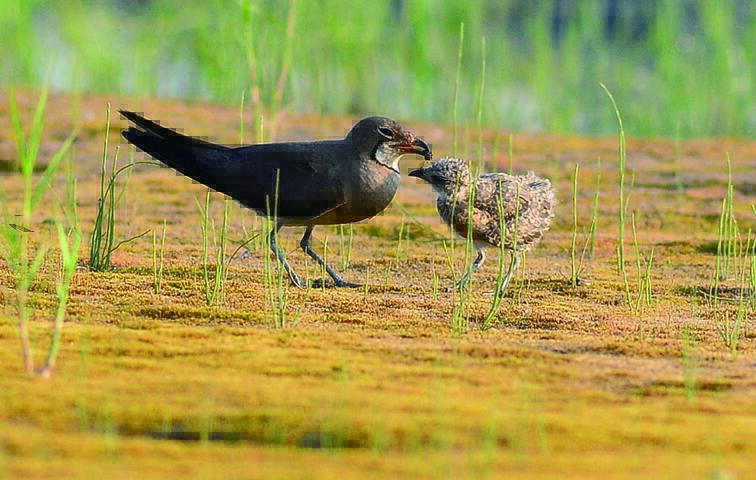 無尾港水鳥保護區