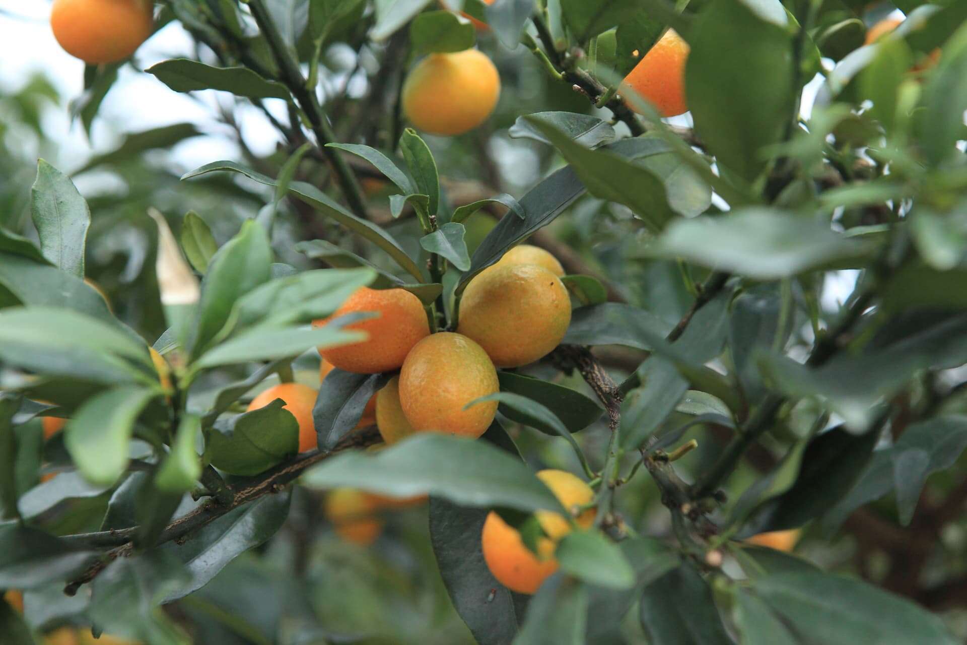 林美金棗文化館